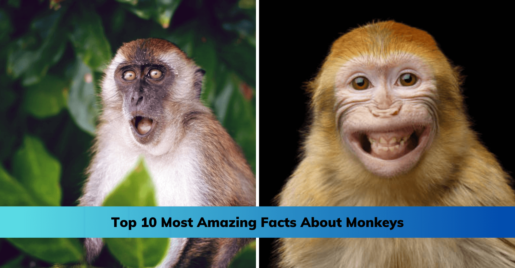 Top 10 Most Amazing Facts About Monkeys