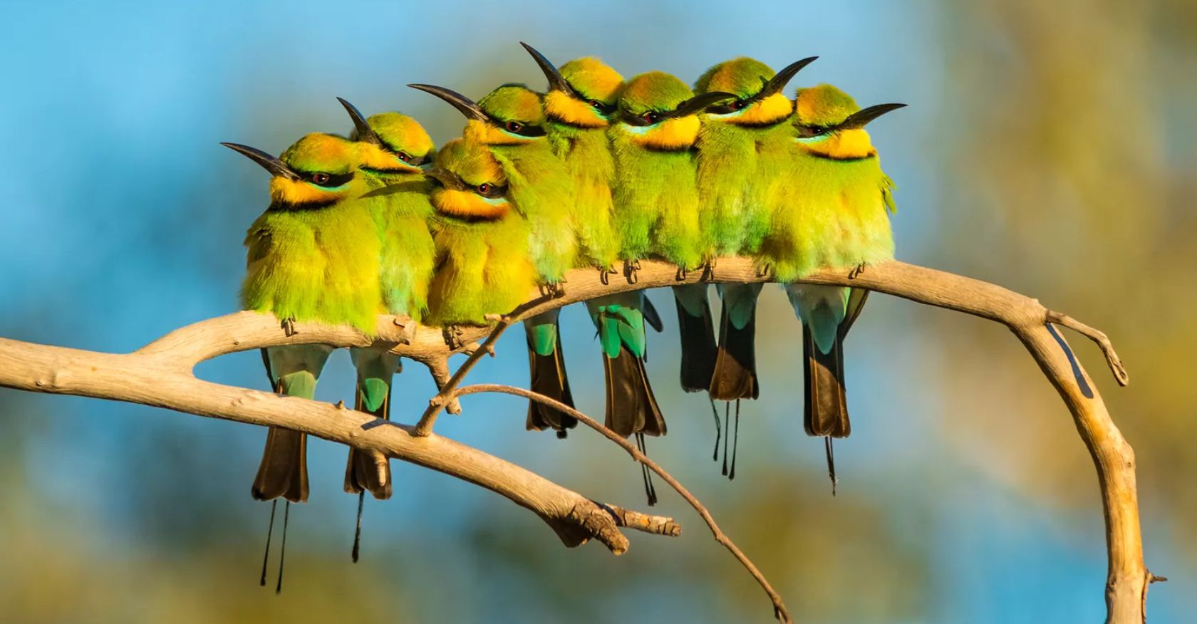 Australian Birds Shine in First Photo Contest