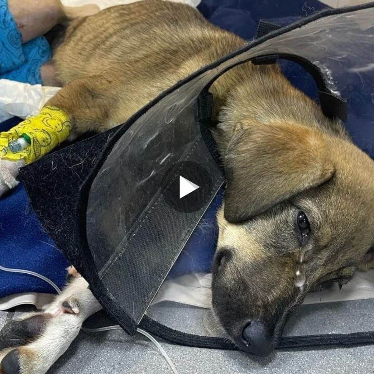 Molly, a small puppy, endured a broken hind leg after being hit by a car, demonstrating the importance of responsible pet ownership and road safety.